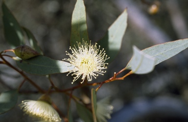 APII jpeg image of Eucalyptus annuliformis  © contact APII