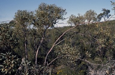 APII jpeg image of Eucalyptus annuliformis  © contact APII