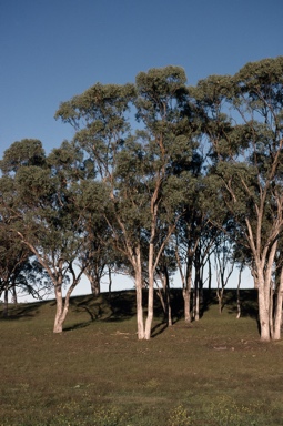 APII jpeg image of Eucalyptus albens  © contact APII