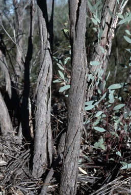 APII jpeg image of Eucalyptus ammophila  © contact APII