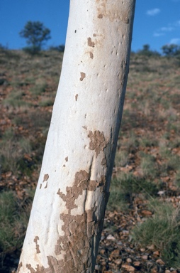 APII jpeg image of Corymbia aparrerinja  © contact APII