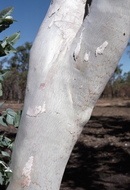 APII jpeg image of Eucalyptus apodophylla  © contact APII