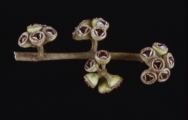 APII jpeg image of Eucalyptus apodophylla  © contact APII