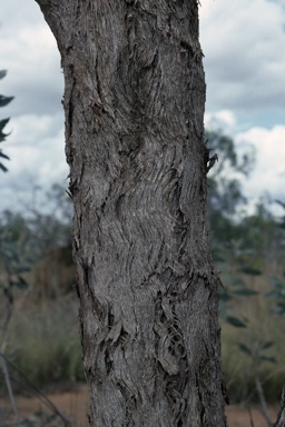 APII jpeg image of Eucalyptus argillacea  © contact APII