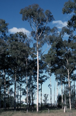 APII jpeg image of Eucalyptus argophloia  © contact APII