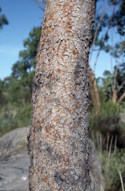 APII jpeg image of Corymbia arnhemensis  © contact APII