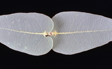 APII jpeg image of Corymbia aspera  © contact APII