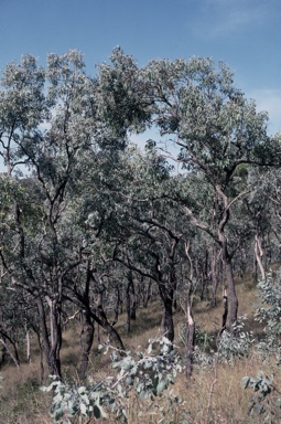 APII jpeg image of Eucalyptus atrata  © contact APII