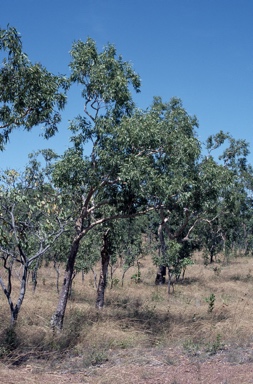 APII jpeg image of Corymbia dichromophloia  © contact APII