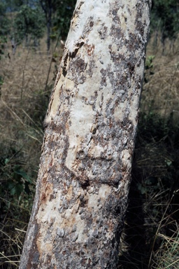 APII jpeg image of Corymbia dichromophloia  © contact APII