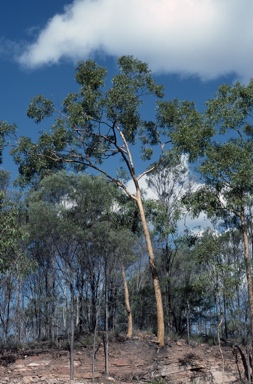 APII jpeg image of Corymbia aureola  © contact APII