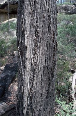 APII jpeg image of Eucalyptus baileyana  © contact APII