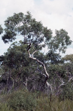 APII jpeg image of Eucalyptus bancroftii  © contact APII