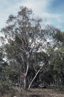 APII jpeg image of Eucalyptus banksii  © contact APII