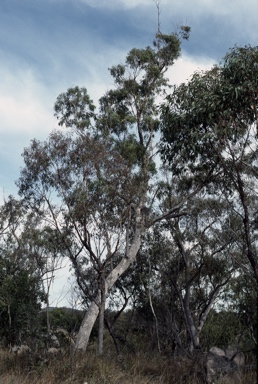 APII jpeg image of Eucalyptus banksii  © contact APII