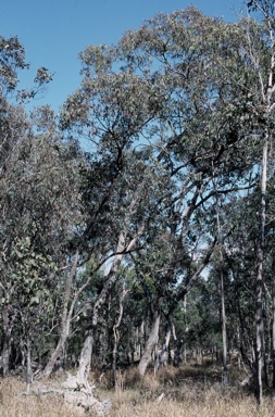 APII jpeg image of Eucalyptus baueriana  © contact APII