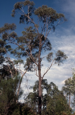 APII jpeg image of Eucalyptus beaniana  © contact APII