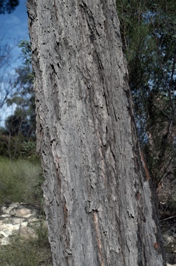 APII jpeg image of Eucalyptus beaniana  © contact APII