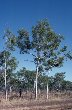 APII jpeg image of Corymbia bleeseri  © contact APII