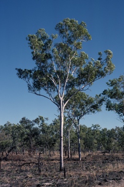 APII jpeg image of Corymbia bleeseri  © contact APII