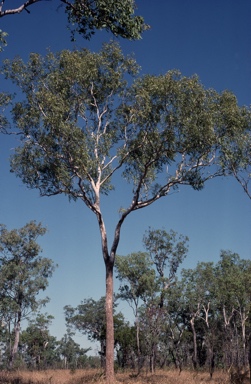 APII jpeg image of Corymbia bleeseri  © contact APII