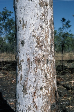 APII jpeg image of Corymbia bleeseri  © contact APII