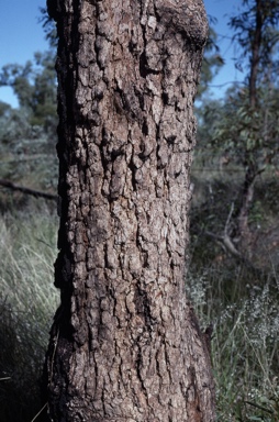 APII jpeg image of Corymbia brachycarpa  © contact APII