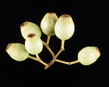 APII jpeg image of Corymbia brachycarpa  © contact APII
