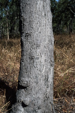 APII jpeg image of Eucalyptus brassiana  © contact APII