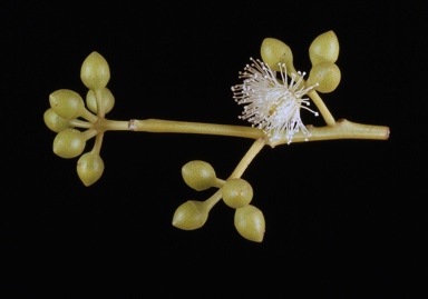 APII jpeg image of Eucalyptus camaldulensis var. obtusa  © contact APII