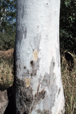 APII jpeg image of Eucalyptus camaldulensis subsp. simulata  © contact APII