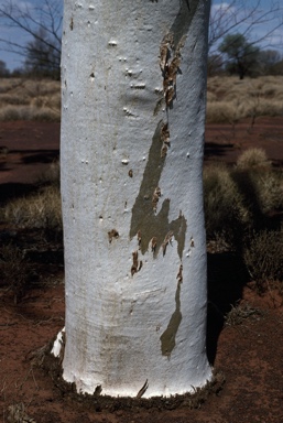 APII jpeg image of Corymbia candida  © contact APII
