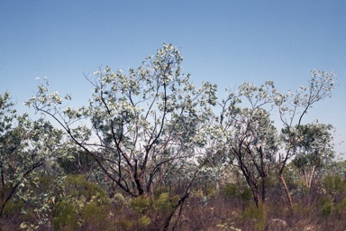 APII jpeg image of Eucalyptus ceracea  © contact APII