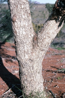 APII jpeg image of Corymbia chippendalei  © contact APII