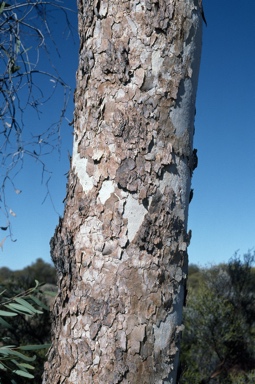 APII jpeg image of Corymbia chippendalei  © contact APII