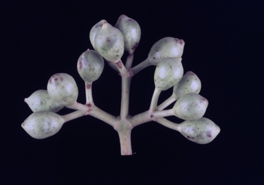 APII jpeg image of Corymbia chippendalei  © contact APII