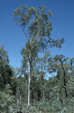 APII jpeg image of Eucalyptus chloroclada  © contact APII