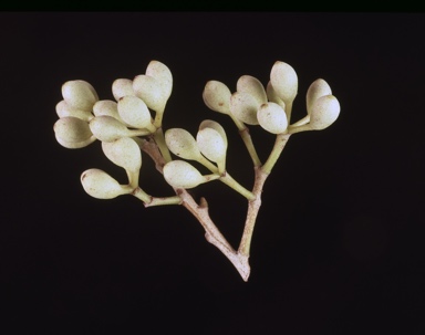 APII jpeg image of Corymbia clarksoniana  © contact APII