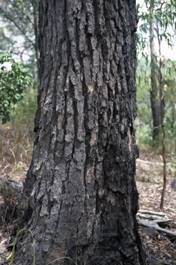 APII jpeg image of Eucalyptus cloeziana  © contact APII