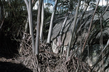 APII jpeg image of Eucalyptus codonocarpa  © contact APII