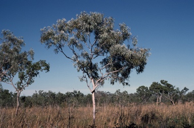 APII jpeg image of Corymbia collina  © contact APII