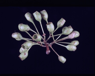 APII jpeg image of Corymbia confertiflora  © contact APII