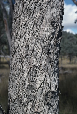 APII jpeg image of Eucalyptus conica  © contact APII