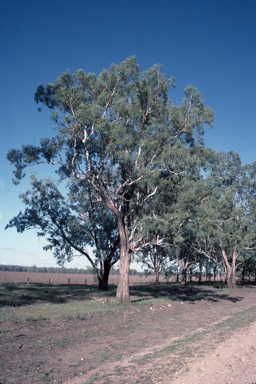 APII jpeg image of Eucalyptus coolabah  © contact APII