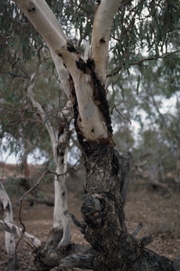 APII jpeg image of Eucalyptus coolabah  © contact APII