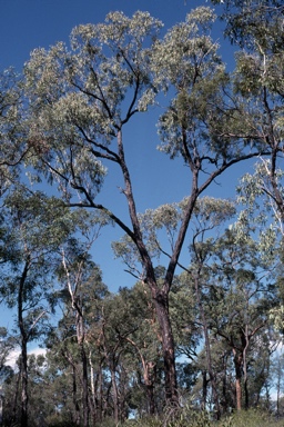 APII jpeg image of Eucalyptus corynodes  © contact APII