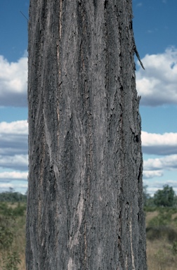 APII jpeg image of Eucalyptus crebra  © contact APII