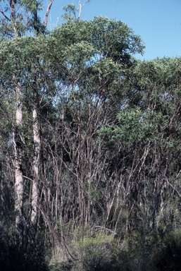 APII jpeg image of Eucalyptus curtisii  © contact APII