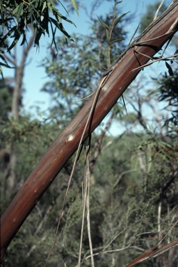 APII jpeg image of Eucalyptus curtisii  © contact APII