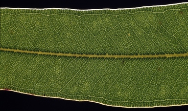 APII jpeg image of Eucalyptus curtisii  © contact APII